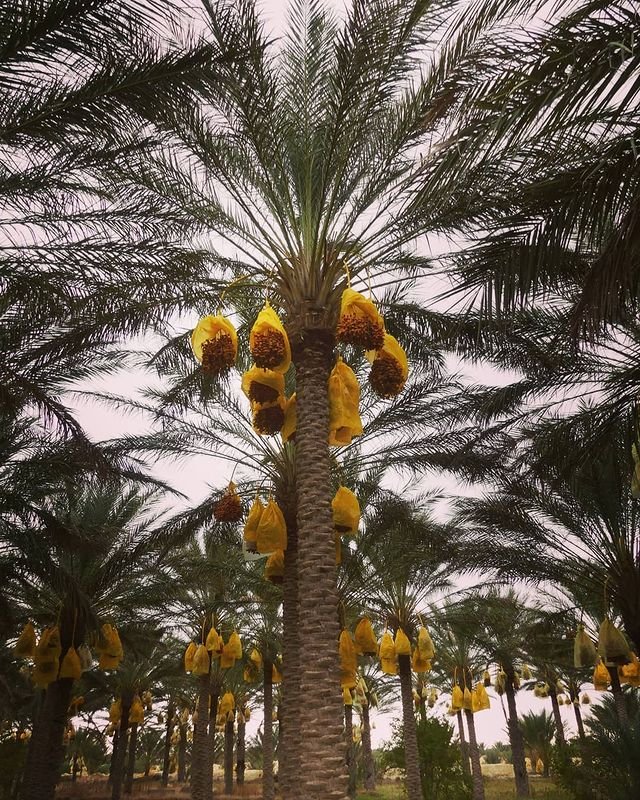 Tunisian Dates